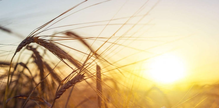 Why Kindness Always Wins